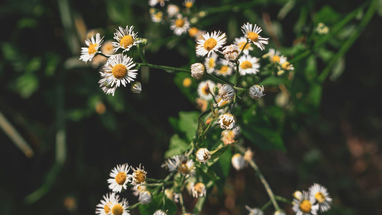 Paulina Kamińska - Psychoterapeuta w gabinecie w Chorzowie